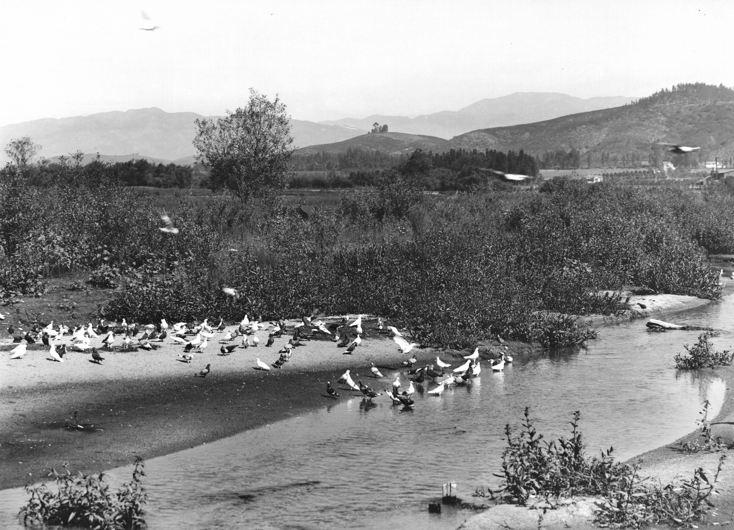 Pigeons_in_the_Los_Angeles_River_on_a_pigeon_ranch,_ca.1900_(CHS-1497).jpg