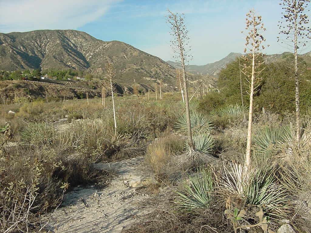 View_up_Tujunga_wash_to_ANF_5-Mar-07 credit Ricky Grubb.jpg