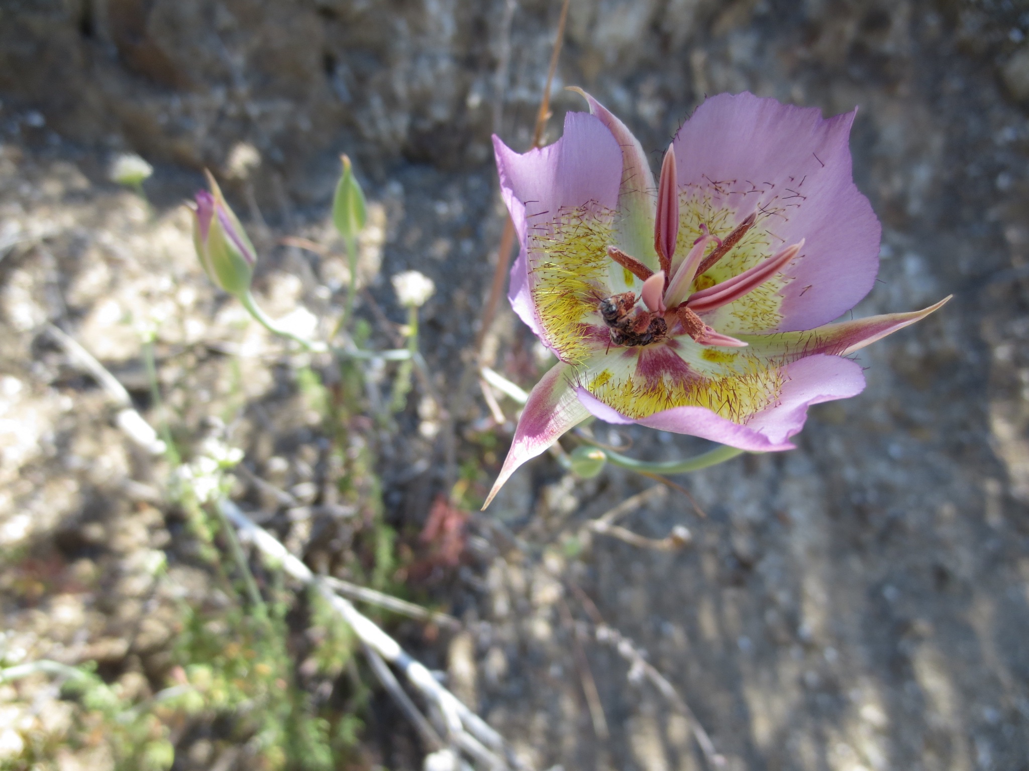 Calochortus plummerae and bee.jpg