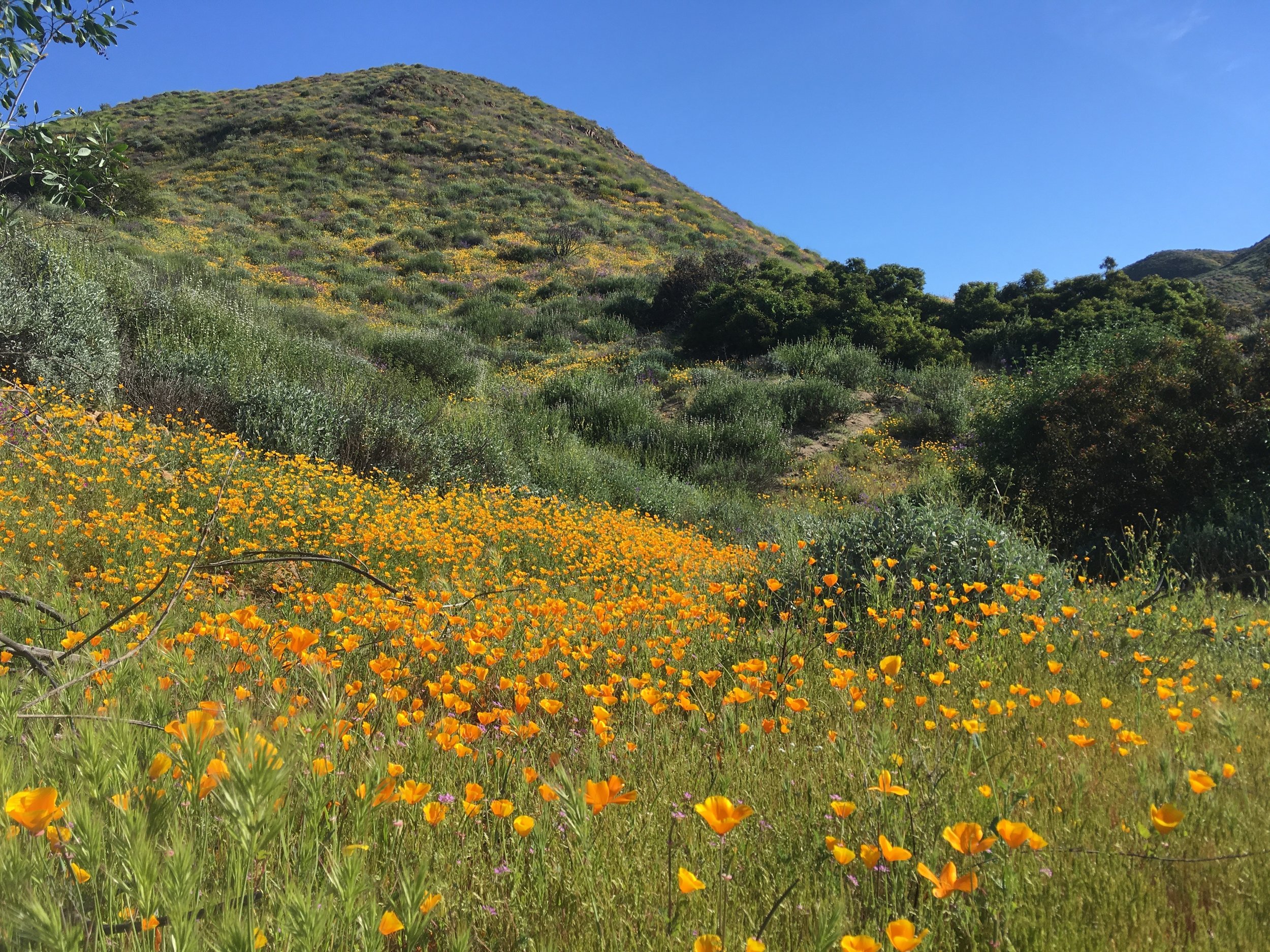 Lake Elsinore_6230.jpg