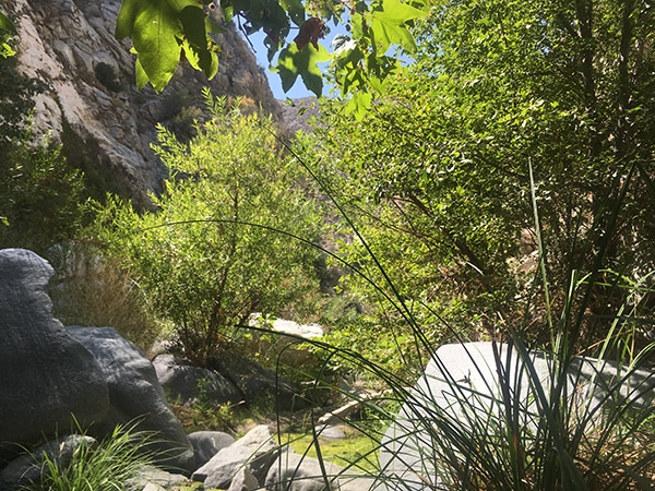 Monkey Canyon_sm.jpg
