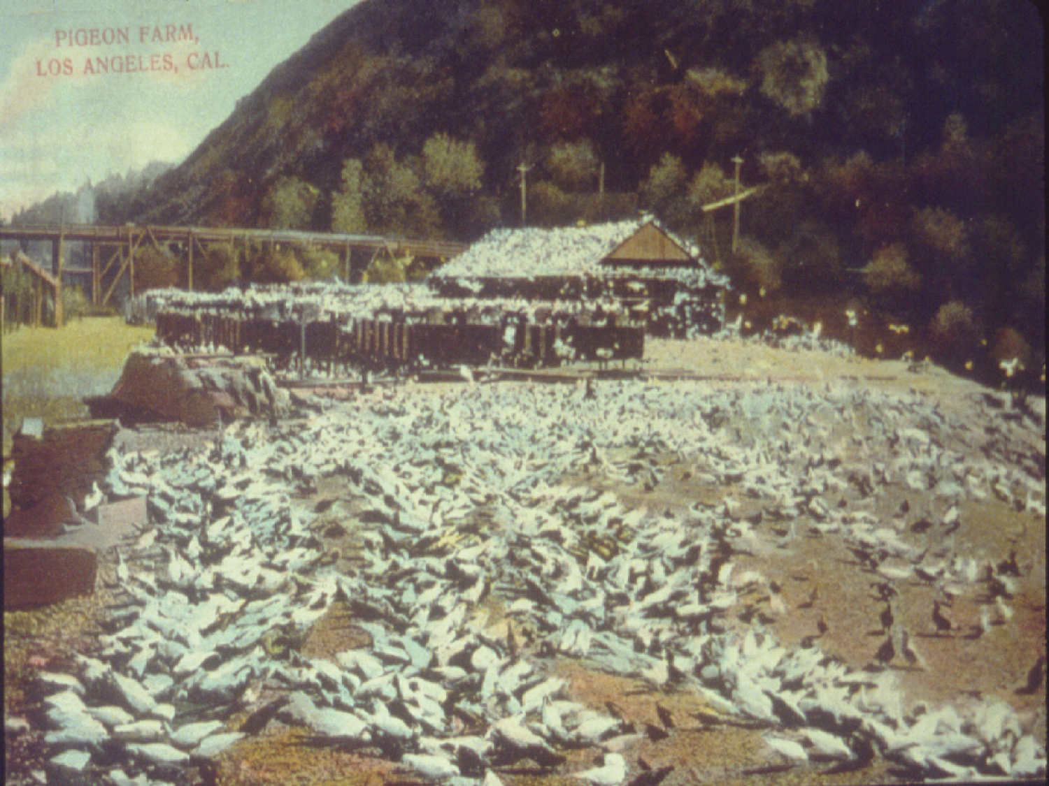 Pigeon Farm.png